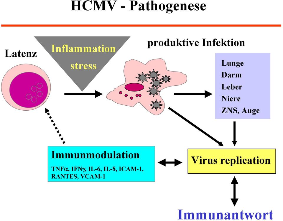 Auge Immunmodulation TNFα, IFNγ, IL-6, IL-8,