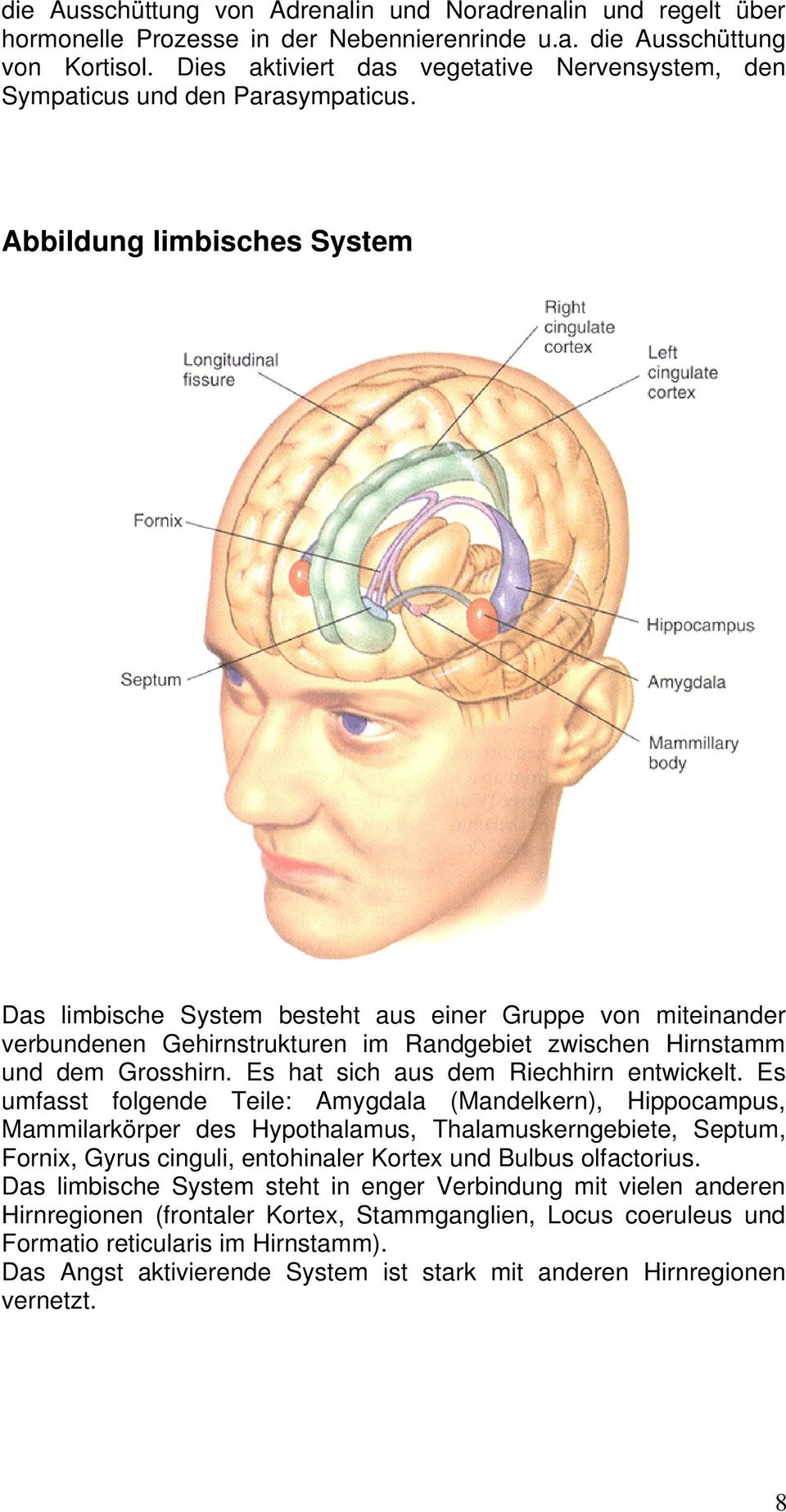 Abbildung limbisches System Das limbische System besteht aus einer Gruppe von miteinander verbundenen Gehirnstrukturen im Randgebiet zwischen Hirnstamm und dem Grosshirn.