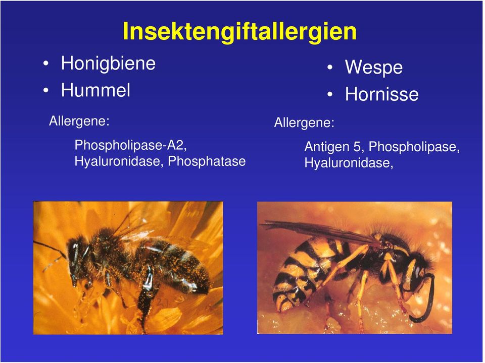 Hyaluronidase, Phosphatase Allergene: