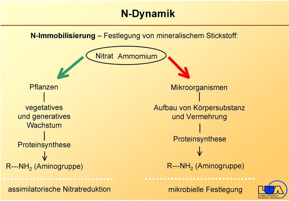 Mikroorganismen Aufbau von Körpersubstanz und Vermehrung Proteinsynthese R---NH