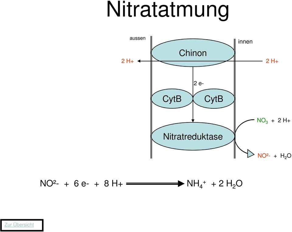 2 H+ Nitratreduktase NO²- + H 2 O