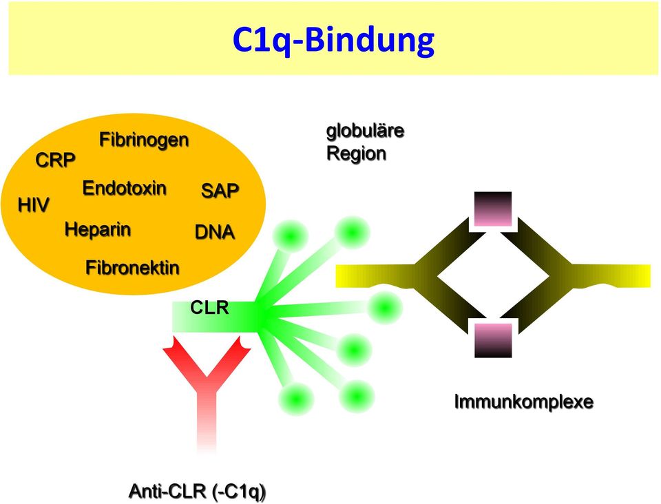 Fibronektin SAP DNA CLR