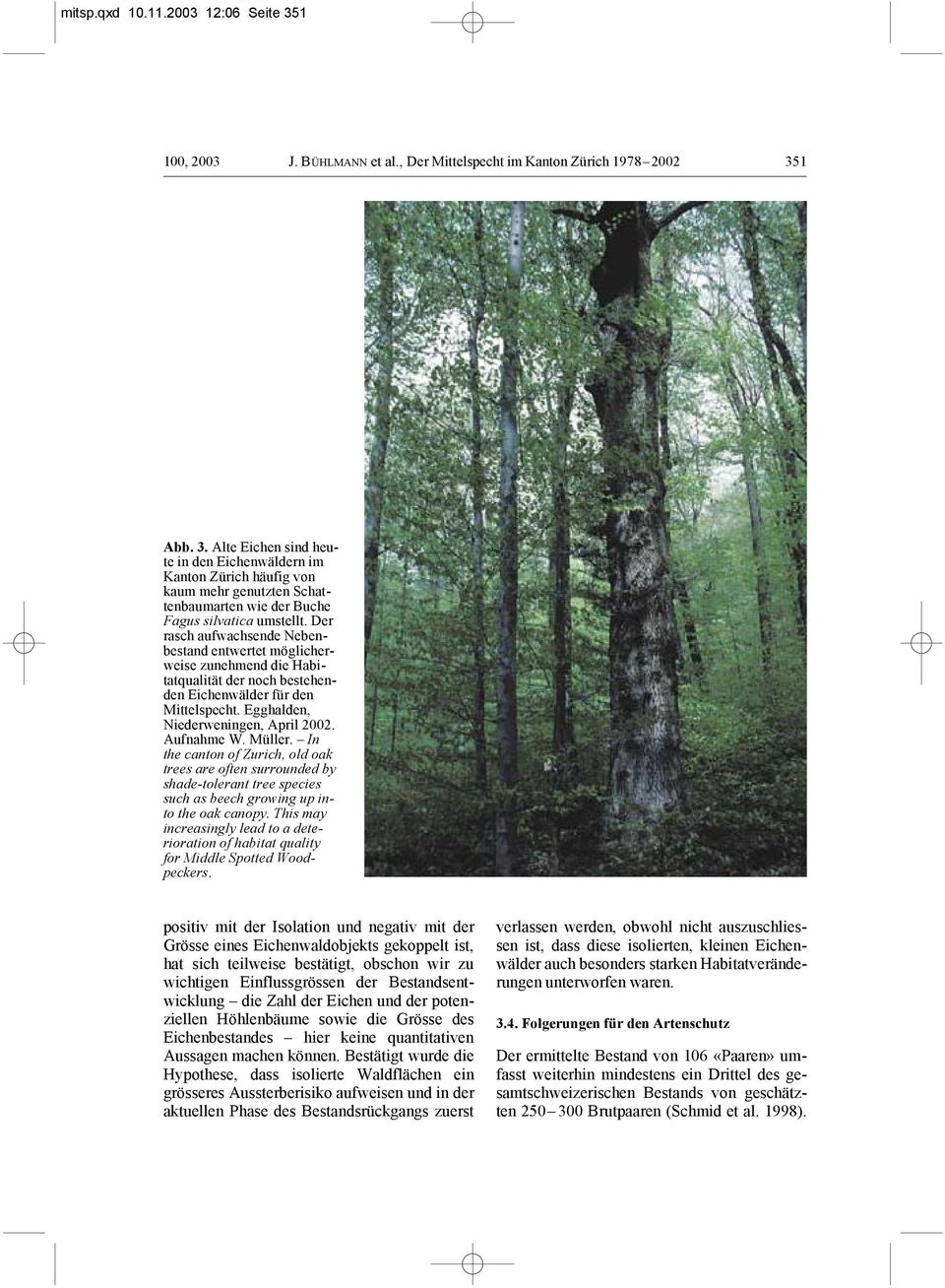 Müller. In the canton of Zurich, old oak trees are often surrounded by shade-tolerant tree species such as beech growing up into the oak canopy.