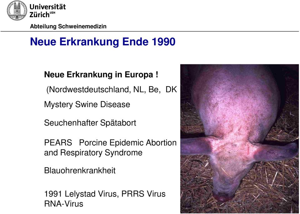 Seuchenhafter Spätabort PEARS Porcine Epidemic Abortion and