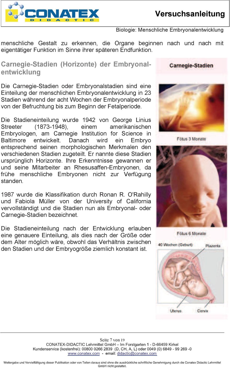 Embryonalperiode von der Befruchtung bis zum Beginn der Fetalperiode.