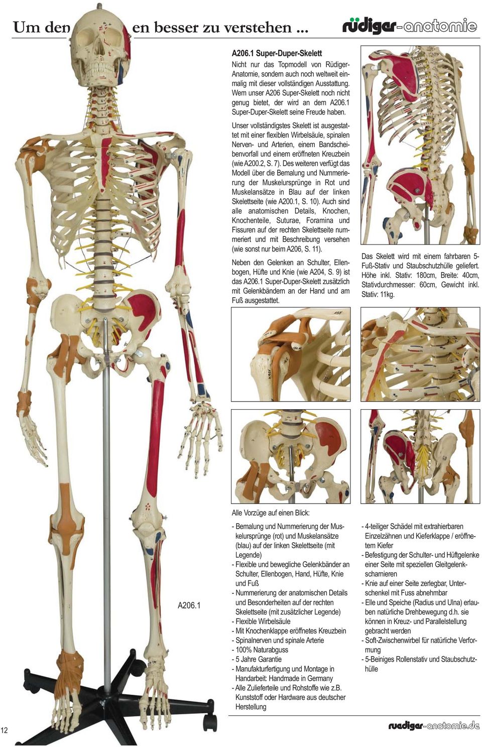 Unser vollständigstes Skelett ist ausgestattet mit einer flexiblen Wirbelsäule, spinalen Nerven- und Arterien, einem Bandscheibenvorfall und einem eröffneten Kreuzbein (wie A200.2, S. 7).