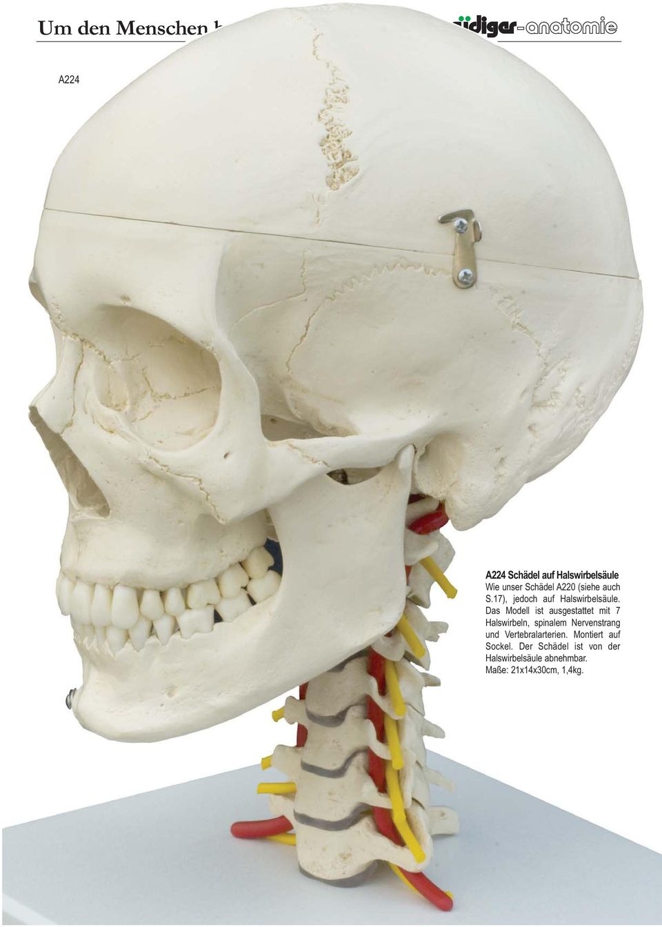 Das Modell ist ausgestattet mit 7 Halswirbeln, spinalem Nervenstrang und