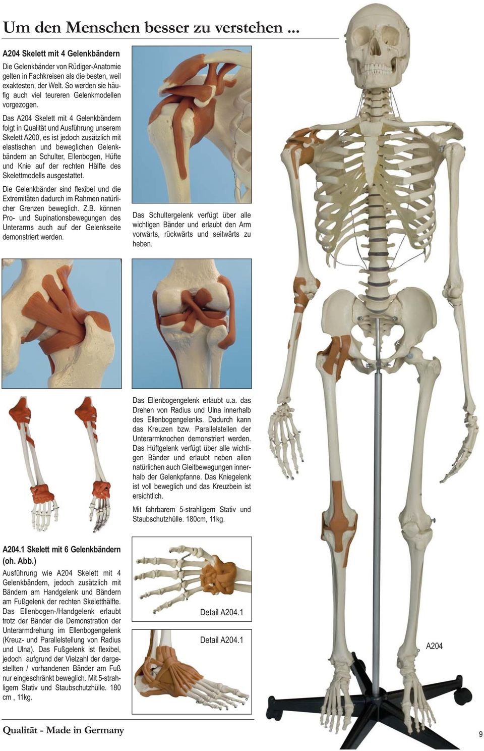 Das A204 Skelett mit 4 Gelenkbändern folgt in Qualität und Ausführung unserem Skelett A200, es ist jedoch zusätzlich mit elastischen und beweglichen Gelenkbändern an Schulter, Ellenbogen, Hüfte und