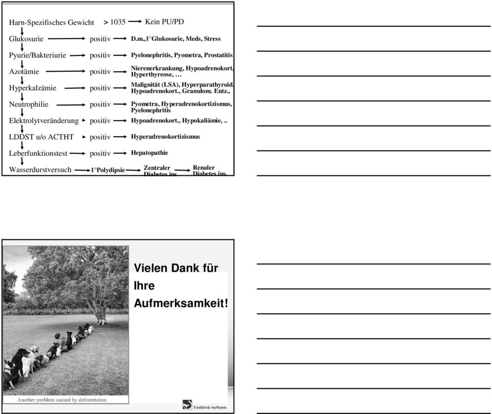 ,1 Glukosurie, Meds, Stress Pyelonephritis, Pyometra, Prostatitis Nierenerkrankung, Hypoadrenokort, Hyperthyreose, Malignität (LSA),