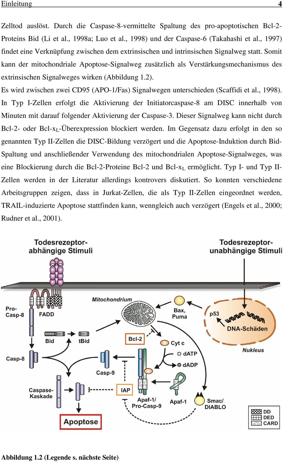 Somit kann der mitochondriale Apoptose-Signalweg zusätzlich als Verstärkungsmechanismus des extrinsischen Signalweges wirken (Abbildung 1.2).