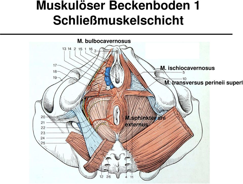 bulbocavernosus M.