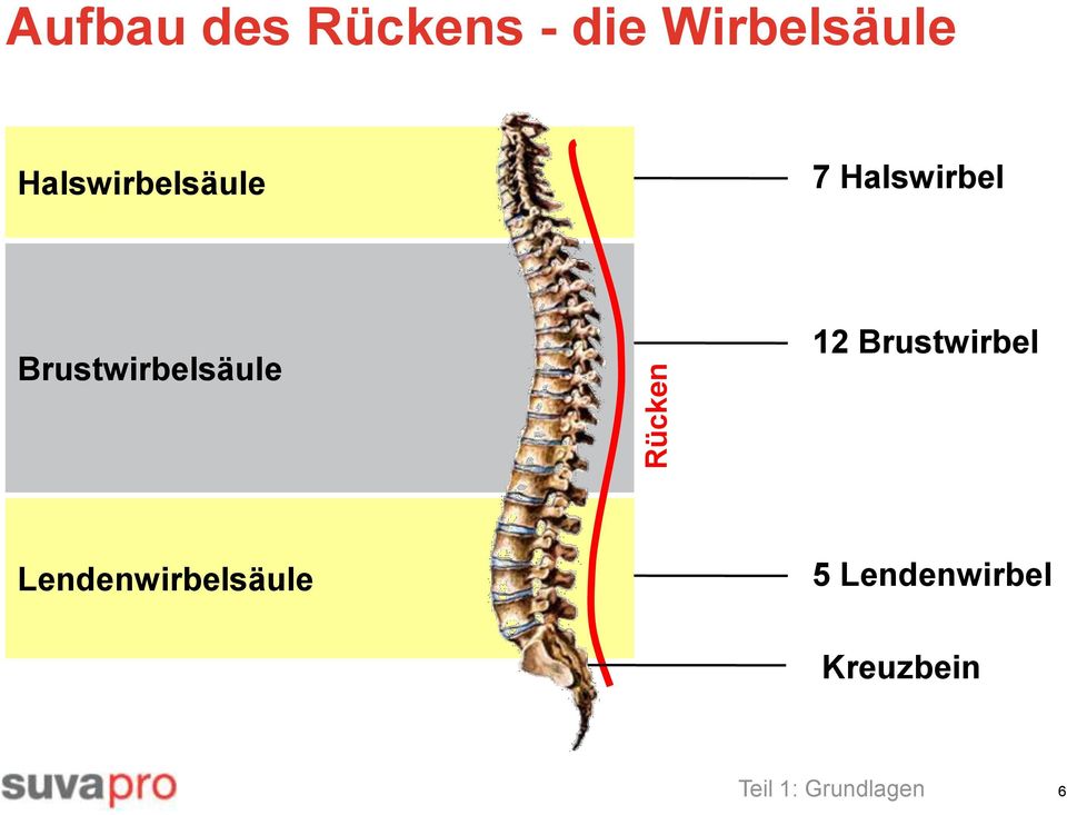 Brustwirbelsäule 12 Brustwirbel