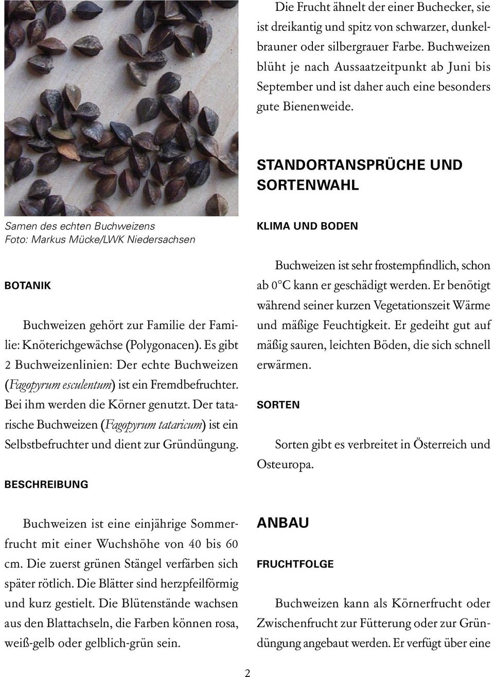Standortansprüche und Sortenwahl Samen des echten Buchweizens Foto: Markus Mücke/LWK Niedersachsen Botanik Buchweizen gehört zur Familie der Familie: Knöterichgewächse (Polygonacen).