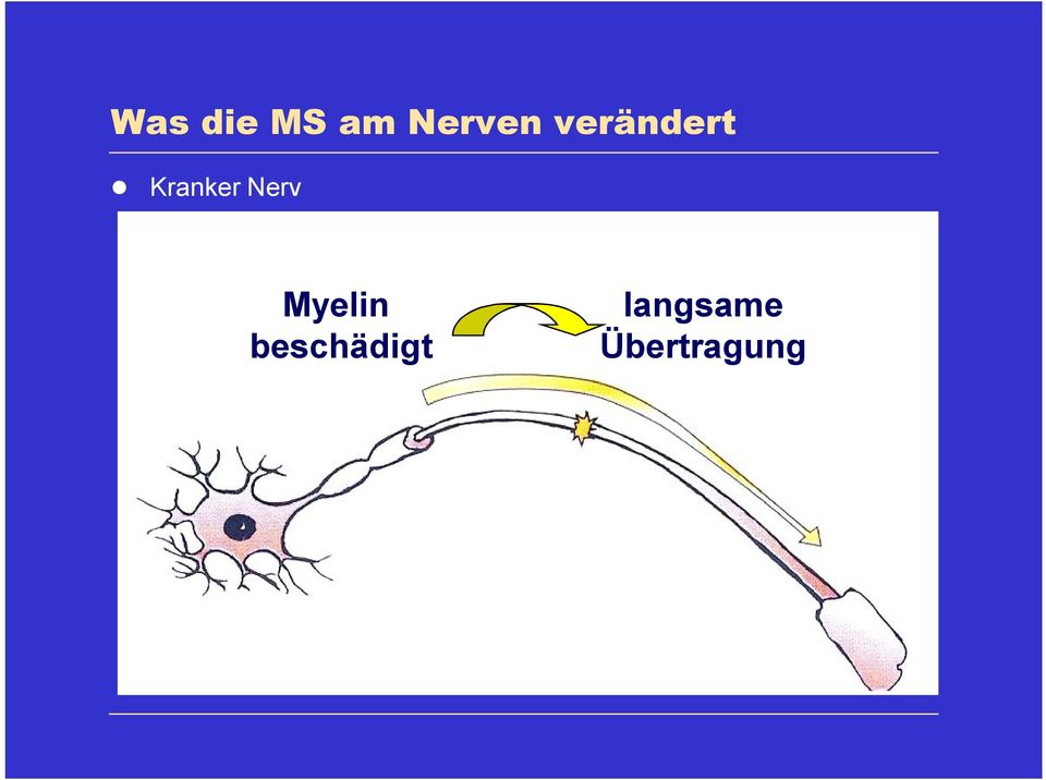 Nerv Myelin