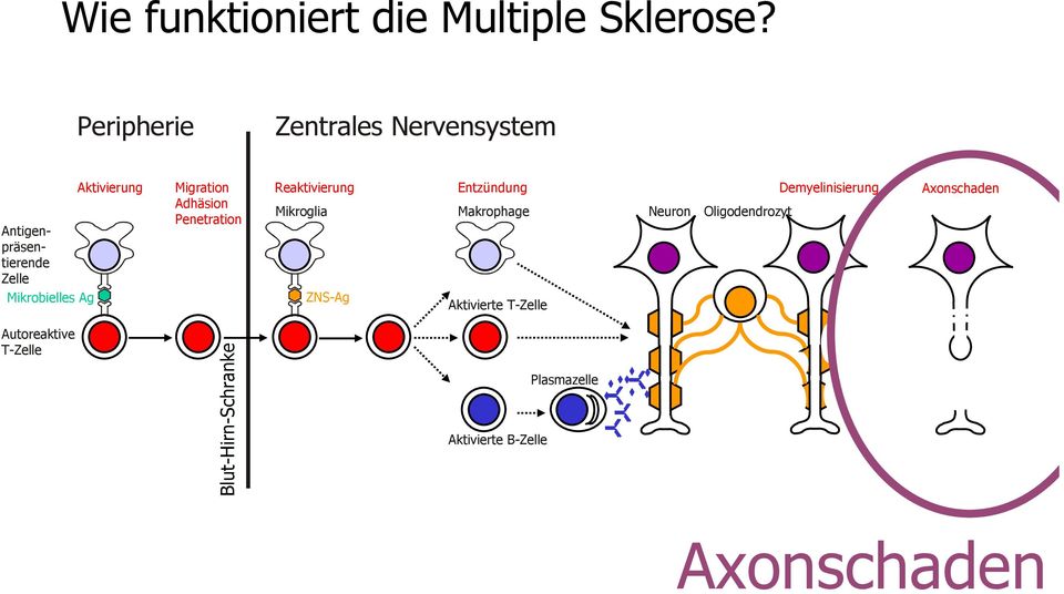 Demyelinisierung Axonschaden Adhäsion Mikroglia Makrophage Neuron Oligodendrozyt
