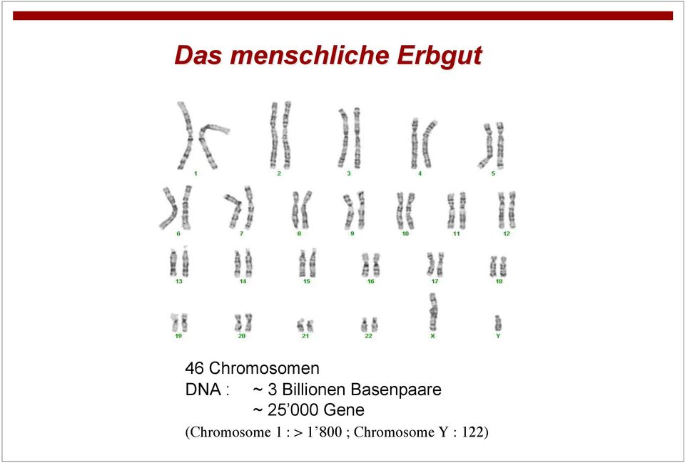 Basenpaare ~ 25 000 Gene