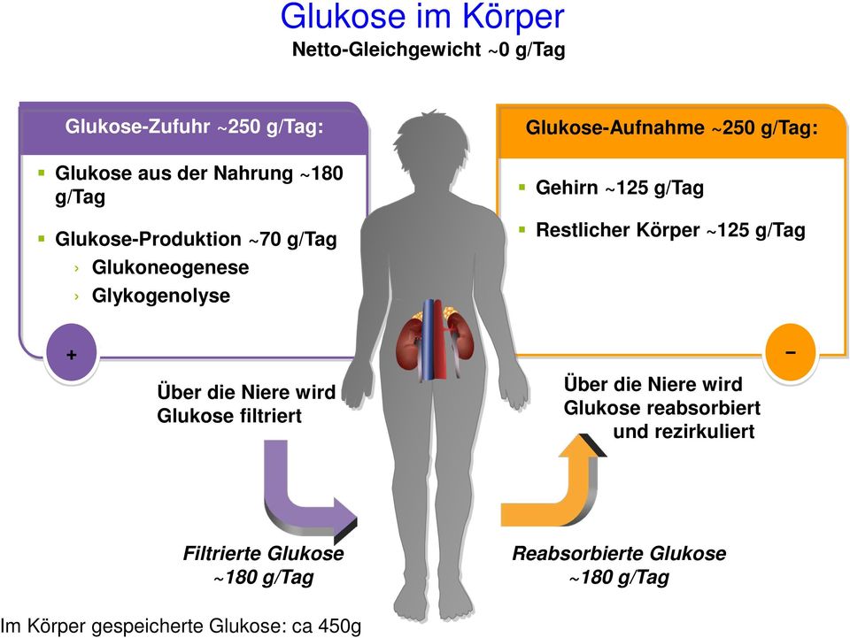 Restlicher Körper ~125 g/tag + Über die Niere wird Glukose filtriert Über die Niere wird Glukose reabsorbiert