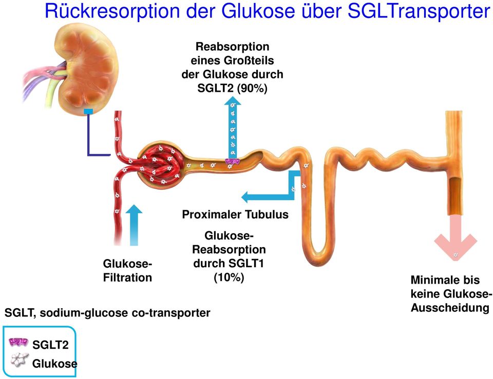 Filtration SGLT, sodium-glucose co-transporter Glukose- Reabsorption