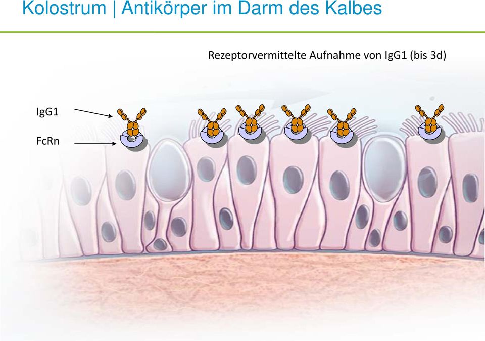 Rezeptorvermittelte