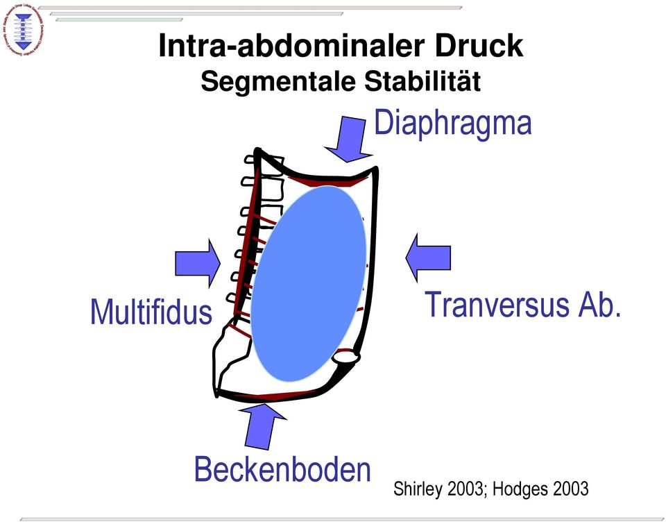 Diaphragma Multifidus