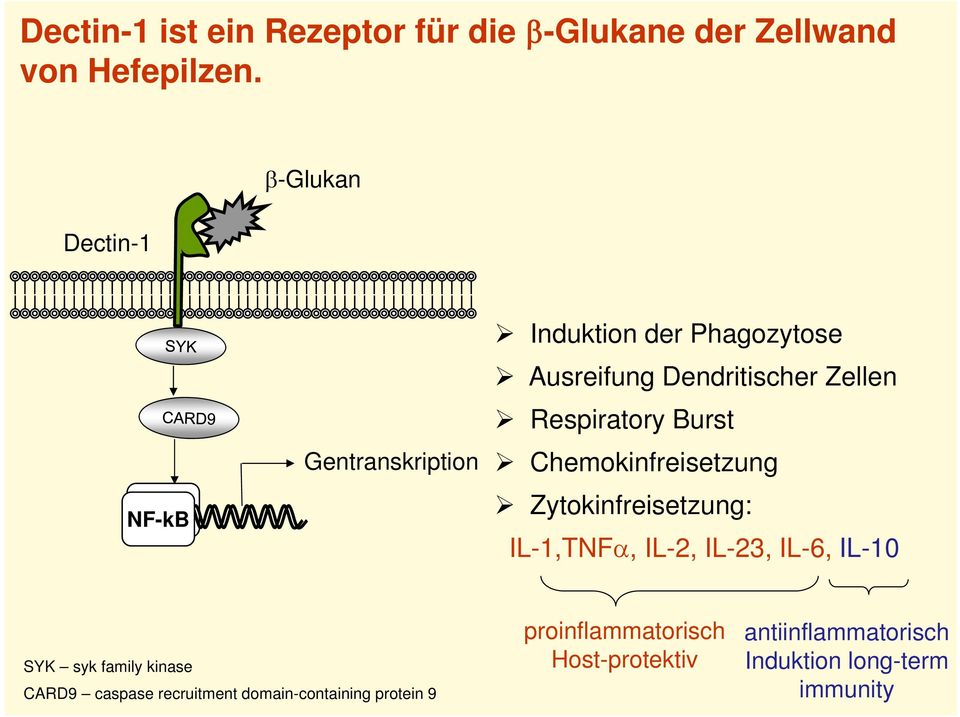 Respiratory Burst Chemokinfreisetzung Zytokinfreisetzung: IL-1,TNF, IL-2, IL-23, IL-6, IL-10 SYK syk