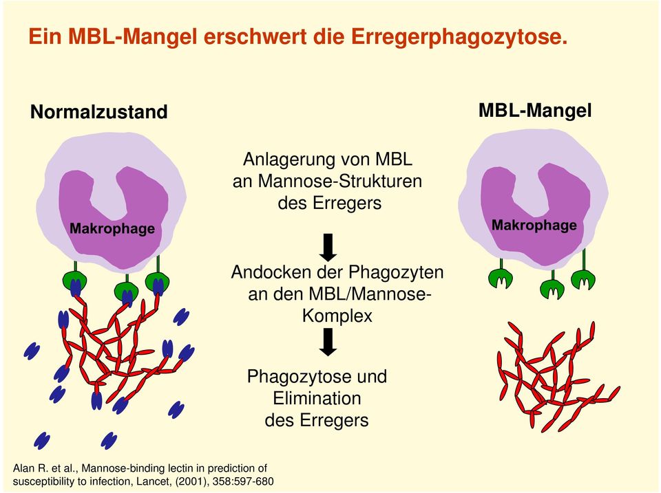 Andocken der Phagozyten an den MBL/Mannose- Komplex Phagozytose und Elimination des