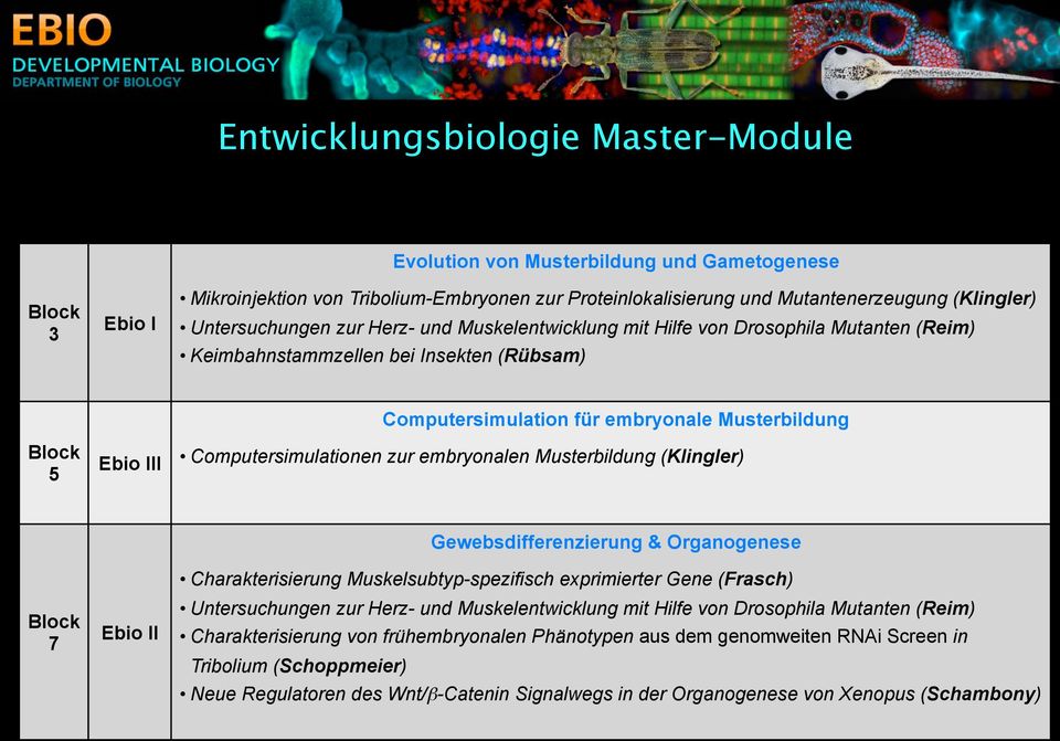 Computersimulationen zur embryonalen Musterbildung (Klingler) Block 7 Ebio II Gewebsdifferenzierung & Organogenese Charakterisierung Muskelsubtyp-spezifisch exprimierter Gene (Frasch) Untersuchungen