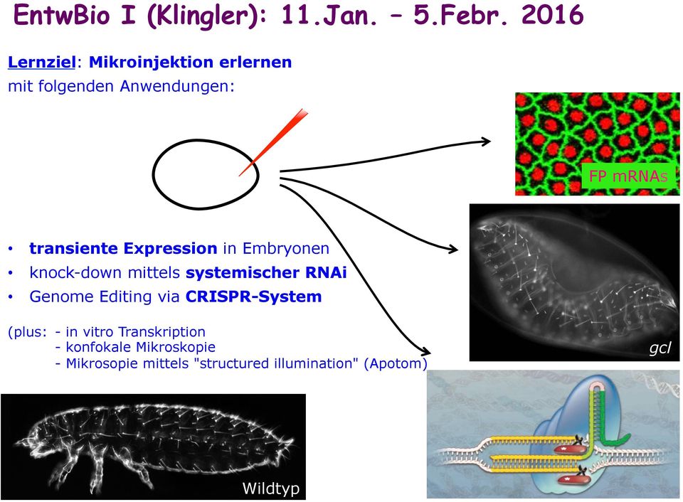 Expression in Embryonen knock-down mittels systemischer RNAi Genome Editing via