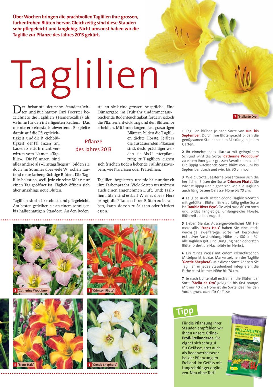 Taglilien Der bekannte deutsche Staudenzüchter und Buc hautor Karl Foerster bezeichnete die T aglilien (Hemerocallis) als «Blume für den intelligenten Faulen». Das meinte er keinesfalls abwertend.