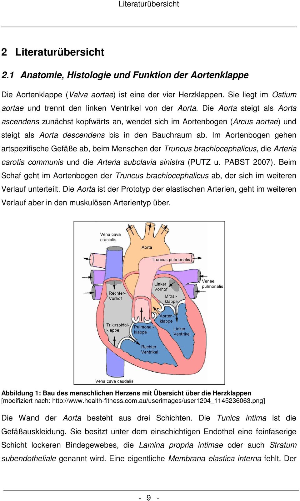 Die Aorta steigt als Aorta ascendens zunächst kopfwärts an, wendet sich im Aortenbogen (Arcus aortae) und steigt als Aorta descendens bis in den Bauchraum ab.