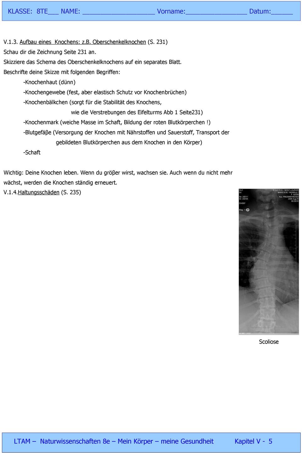 Verstrebungen des Eifelturms Abb 1 Seite231) -Knochenmark (weiche Masse im Schaft, Bildung der roten Blutkörperchen!