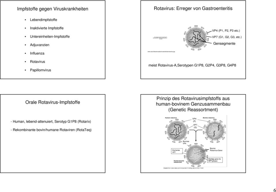 ) Gensegmente Rotavirus Papillomvirus meist Rotavirus-A,Serotypen G1P8, G2P4, G3P8, G4P8 Orale Rotavirus-Impfstoffe - Human, lebend-attenuiert, Serotyp G1P8 (Rotarix) - Rekombinante