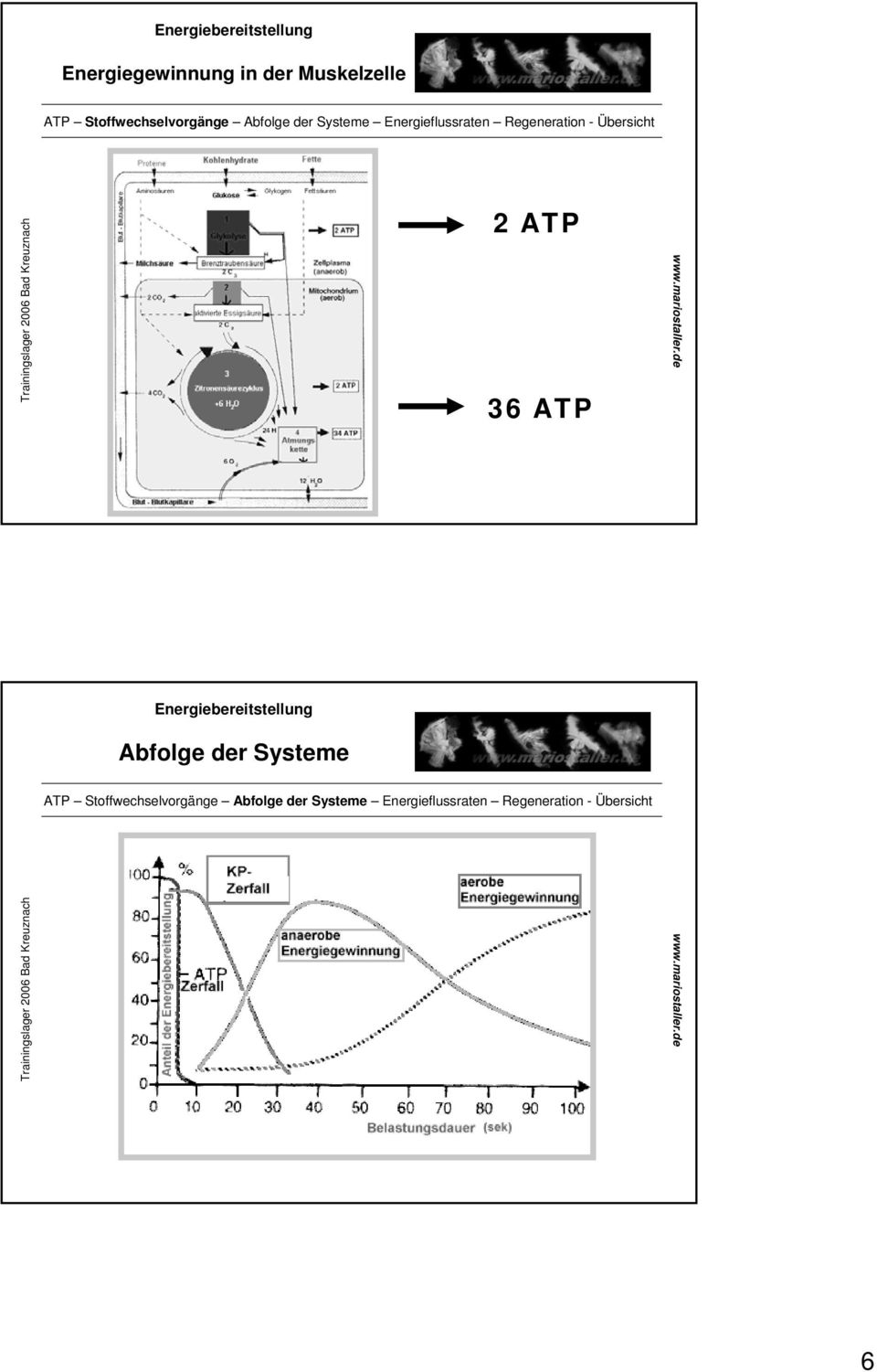 Muskelzelle 2 ATP