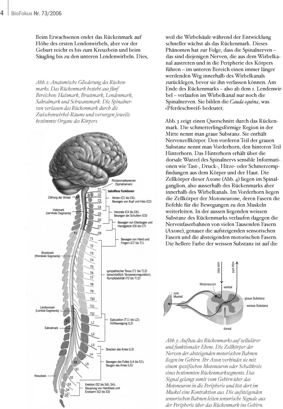 Die Spinalnerven verlassen das Rückenmark durch die Zwischenwirbel-Räume und versorgen jeweils bestimmte Organe des Körpers.