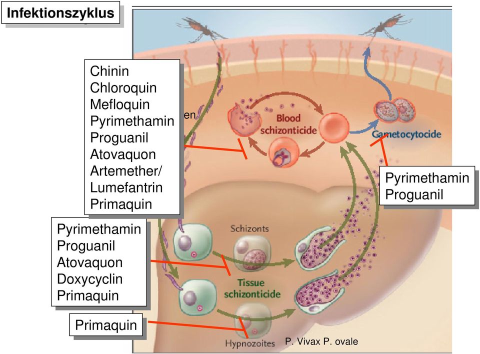 Primaquin Pyrimethamin Proguanil Atovaquon Doxycyclin