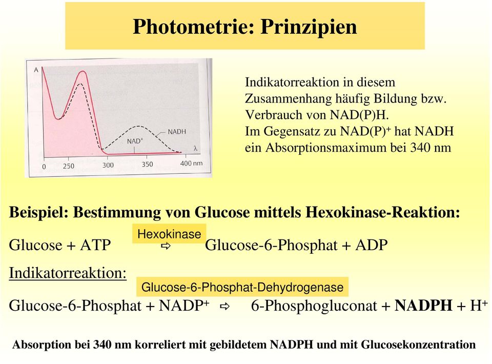 Hexokinase-Reaktion: Glucose + ATP Glucose-6-Phosphat + ADP Indikatorreaktion: Hexokinase