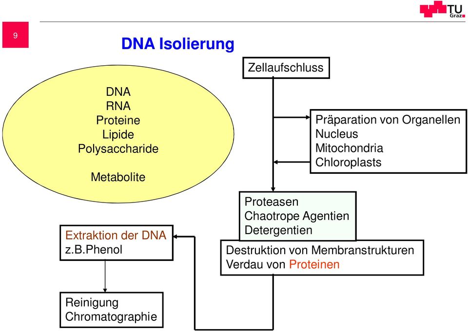 Chloroplasts Extraktion der DNA z.b.