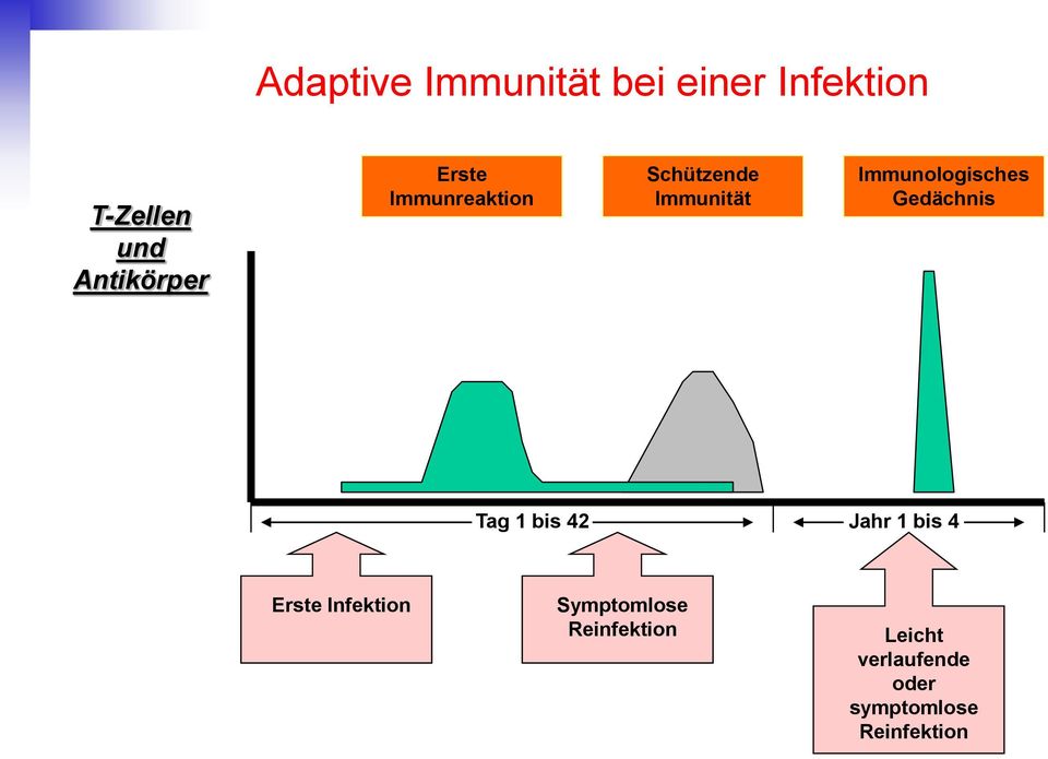 Immunologisches Gedächnis Tag 1 bis 42 Jahr 1 bis 4 Erste