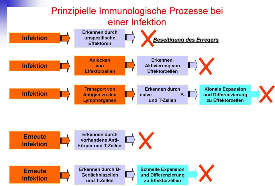 Erkennen durch naive B- und T-Zellen Klonale Expansion und Differenzierung zu Effektorzellen Erneute Infektion Erkennen durch vorhandene