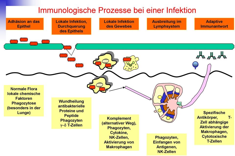 antibakterielle Proteine und Peptide Phagozyten g-d T-Zellen Komplement (alternativer Weg), Phagozyten, Cytokine, NK-Zellen, Aktivierung von