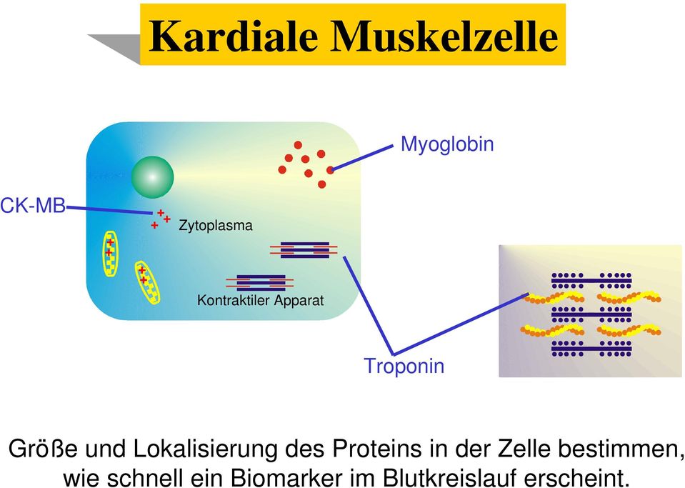 und Lokalisierung des Proteins in der Zelle