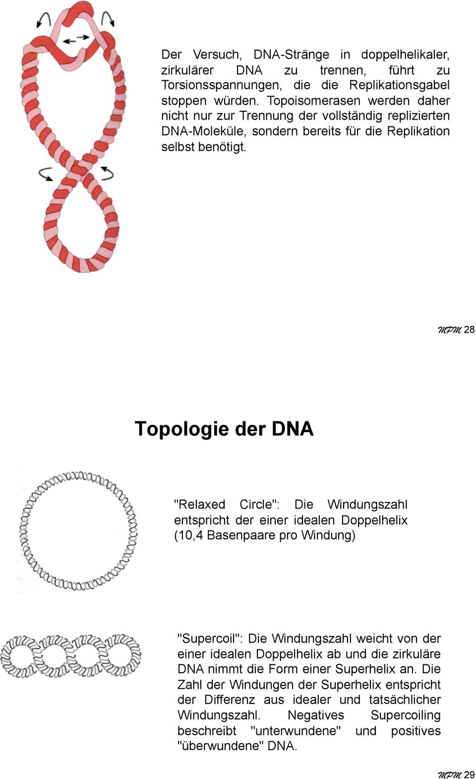 MPM 28 Topologie der DNA "Relaxed Circle": Die Windungszahl entspricht der einer idealen Doppelhelix (10,4 Basenpaare pro Windung) "Supercoil": Die Windungszahl weicht von der einer
