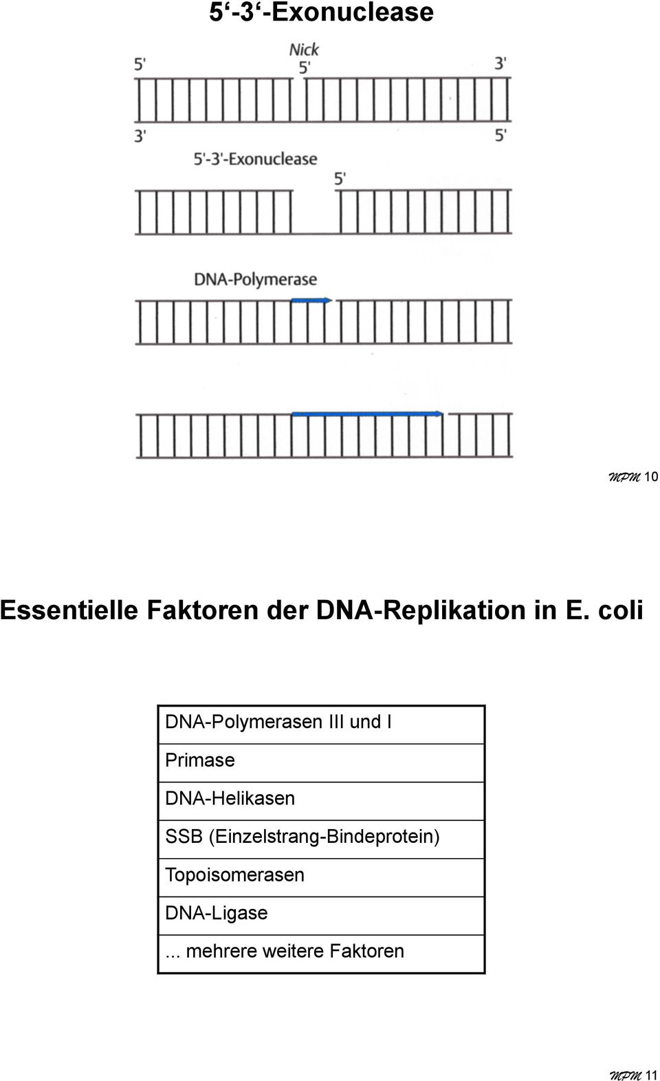 coli DNA-Polymerasen III und I Primase DNA-Helikasen