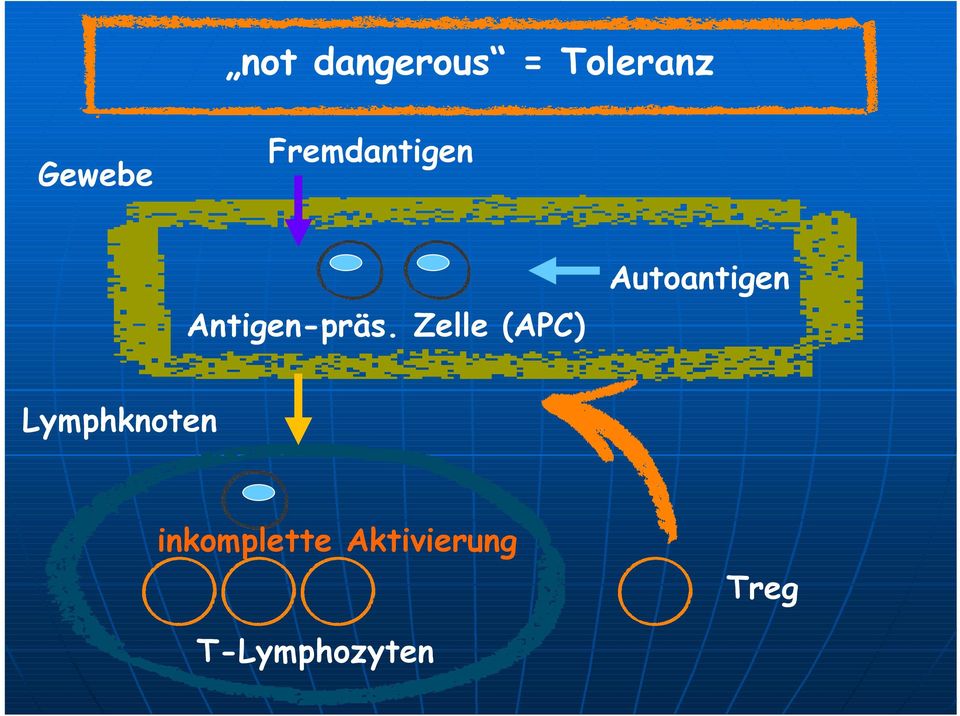 Zelle (APC) Autoantigen