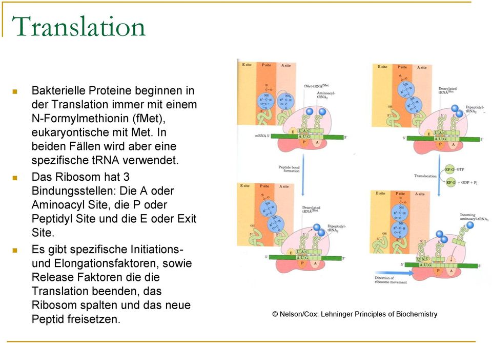 Das Ribosom hat 3 Bindungsstellen: Die A oder Aminoacyl Site, die P oder Peptidyl Site und die E oder Exit Site.