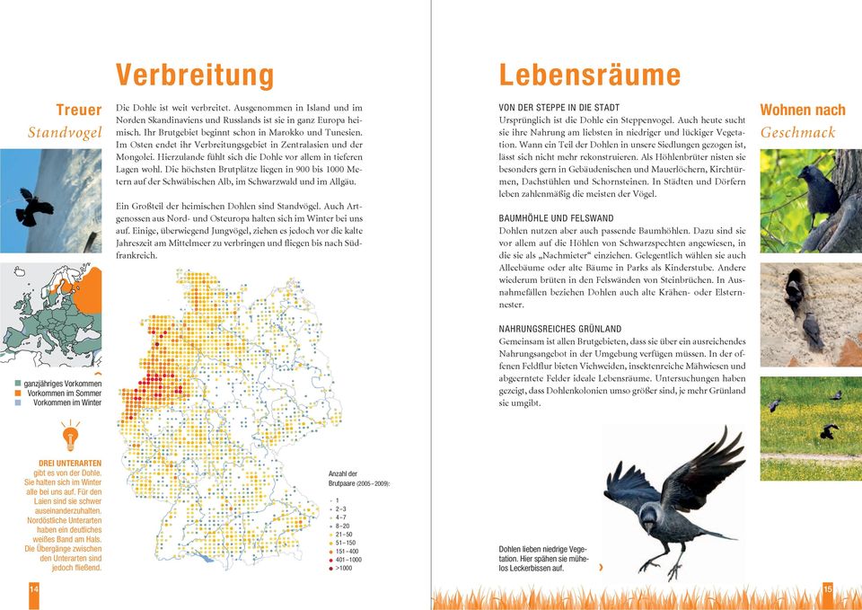Die höchsten Brutplätze liegen in 900 bis 1000 Metern auf der Schwäbischen Alb, im Schwarzwald und im Allgäu. Ein Großteil der heimischen Dohlen sind Standvögel.