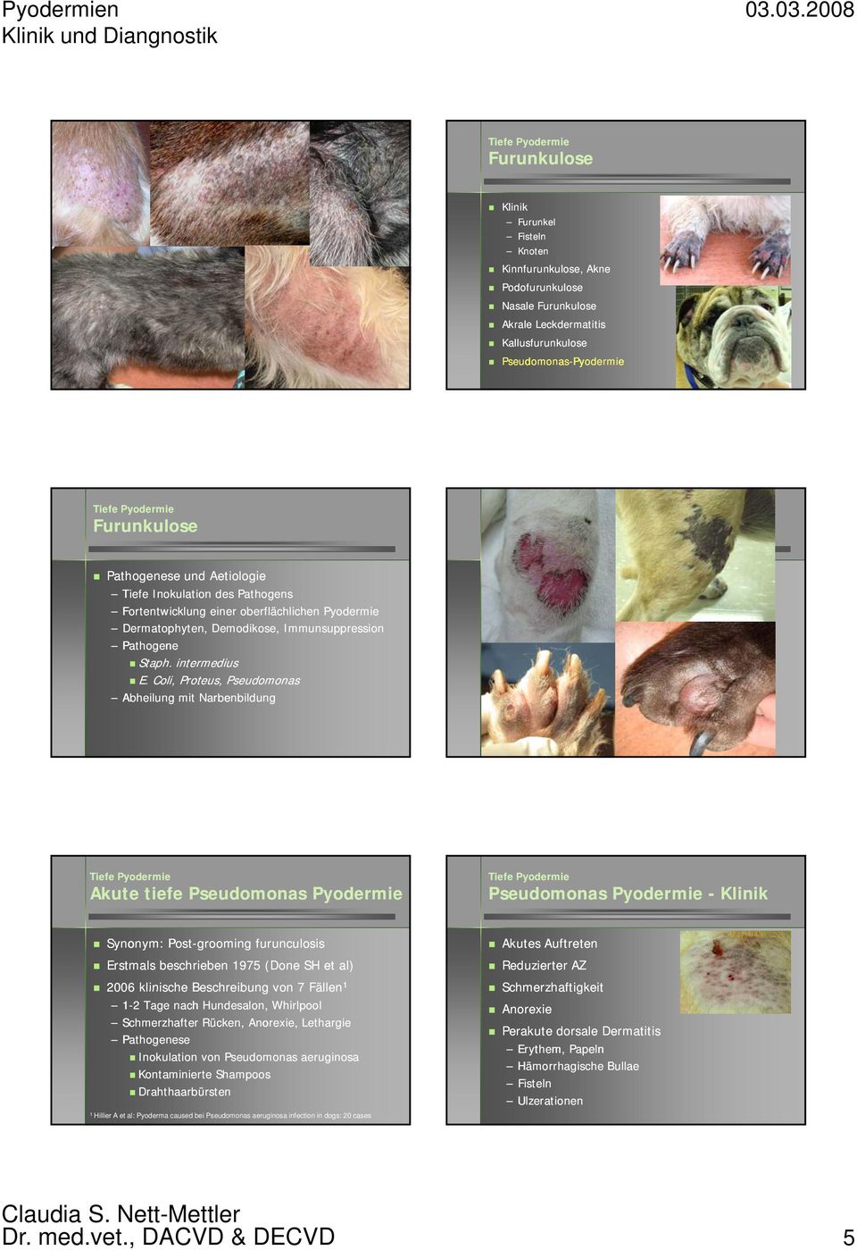 Coli, Proteus, Pseudomonas Abheilung mit Narbenbildung Akute tiefe Pseudomonas Pyodermie Pseudomonas Pyodermie - Klinik Synonym: Post-grooming furunculosis Erstmals beschrieben 1975 (Done SH et al)