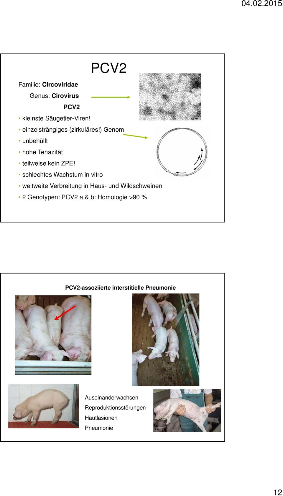 schlechtes Wachstum in vitro weltweite Verbreitung in Haus- und Wildschweinen 2 Genotypen: PCV2
