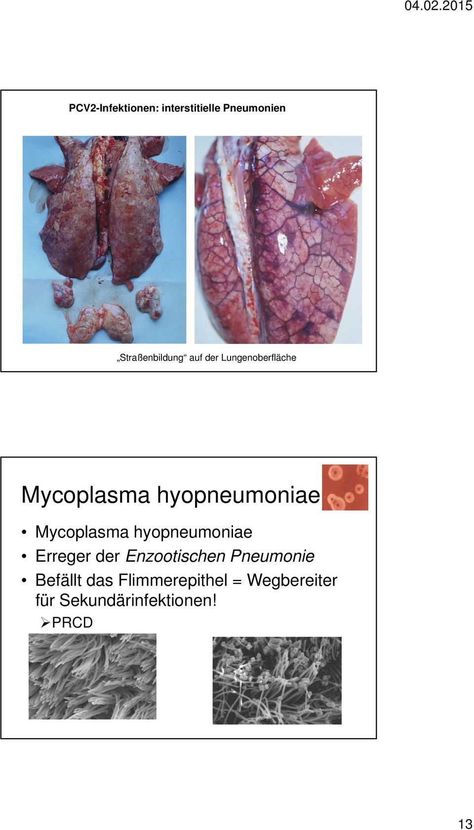 hyopneumoniae Erreger der Enzootischen Pneumonie Befällt das