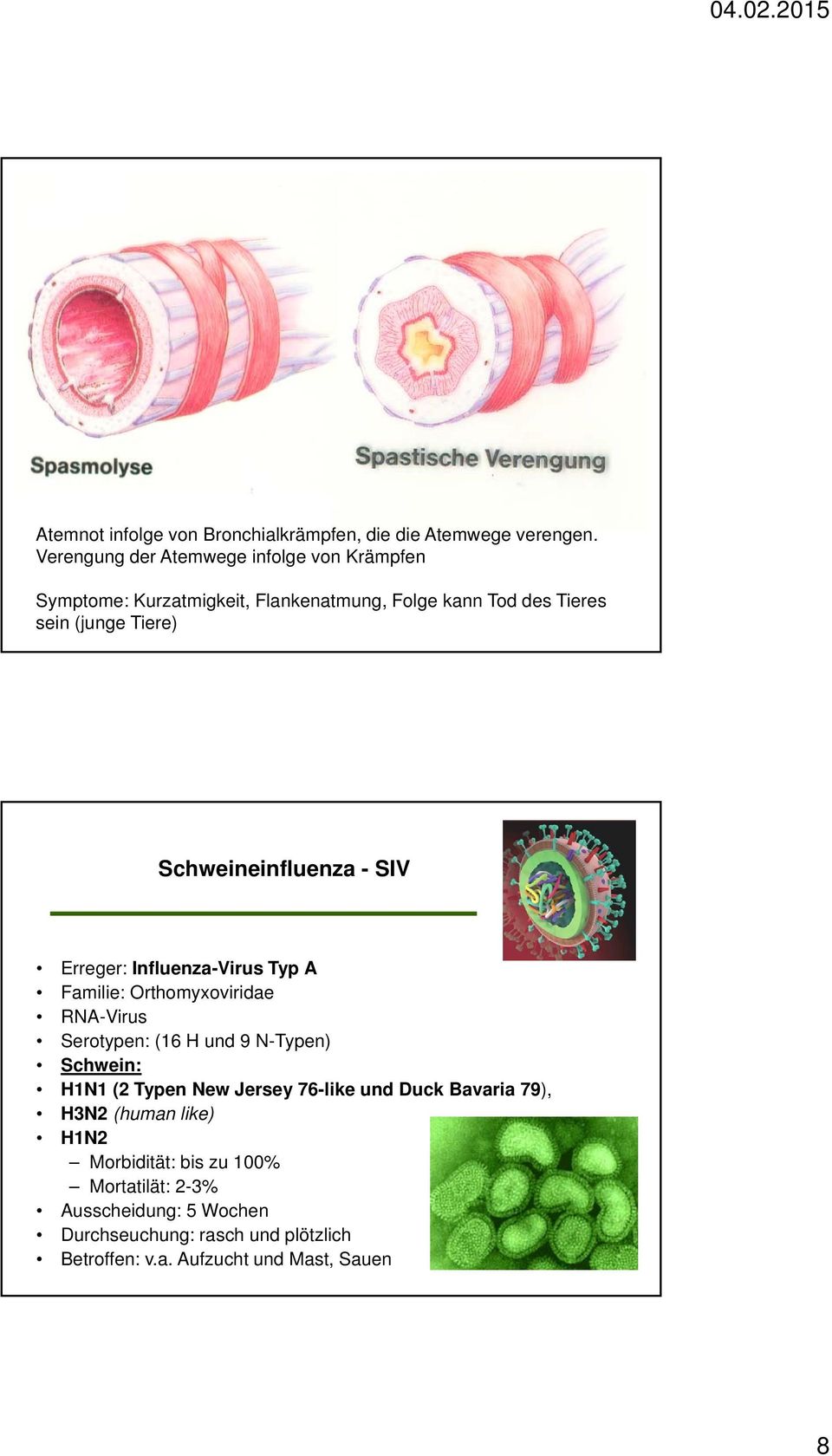 Schweineinfluenza - SIV Erreger: Influenza-Virus Typ A Familie: Orthomyxoviridae RNA-Virus Serotypen: (16 H und 9 N-Typen) Schwein: H1N1
